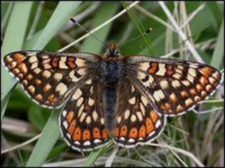 Marsh fritillary butterfly