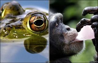 Frog and chimpanzee