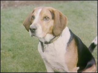 Beagle dog