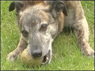 Jack the dog