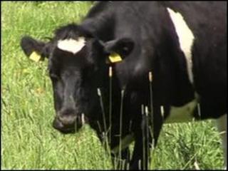 Cow grazing