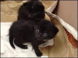 Kittens dumped by road in Shropshire