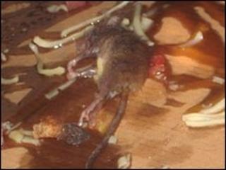 This dead mouse was found in the Birmingham shop