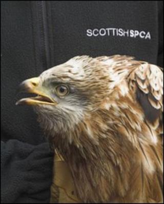 red Kite bord