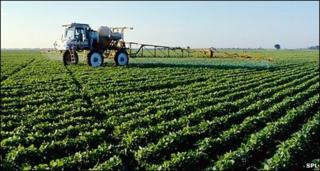 Genetically modified soya crop