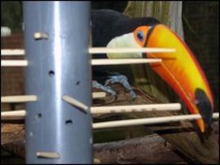 Toco toucan