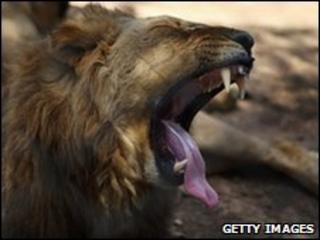 Lion at Chipangali Wildlife Orphanage in central Zimbabwe