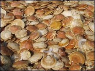 Scallops