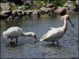 Spoonbills at Martin Mere in Lancashire