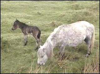 Dartmoor ponies
