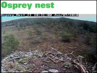 Loch Garten osprey nest blog