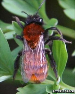 Tawny mining bee. Pic: Peter Barber