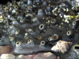 Sea sponge