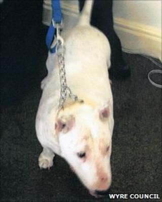 Gucci the obese dog