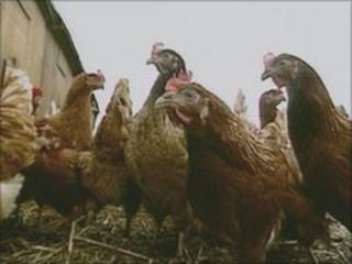Chickens