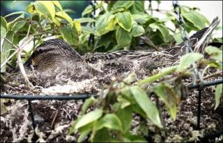 Duck in hanging basket