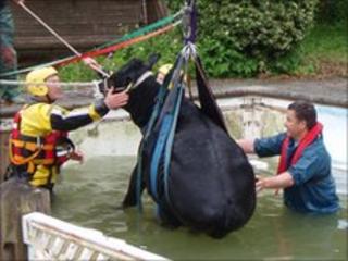 The cow being lifted from the pool