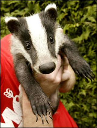 Badger cub