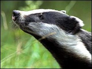 The European badger