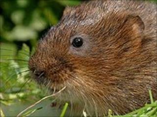 Water vole (Image: British Waterways)