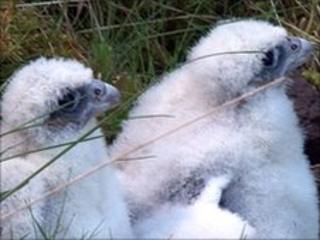 Peregrine falcon chicks