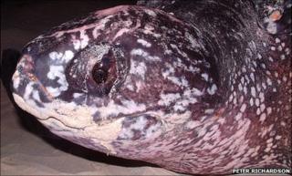 A leathback turtle