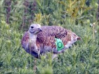 Female great bustard on Salisbury Plain, Wiltshire