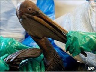 Oil covered pelican found off the Louisiana coast, 9 June