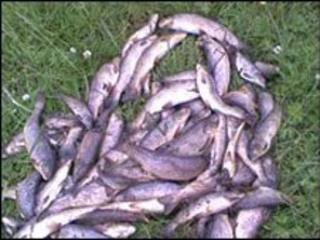 Dead fish generic