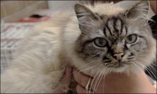 Birman cat
