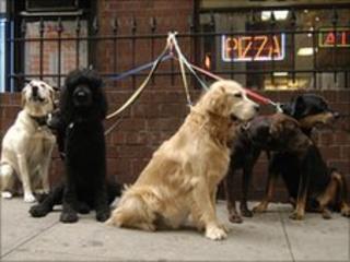 Dogs on short leads