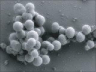 Synthetic bacterial cells