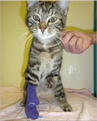 Cat with injured leg