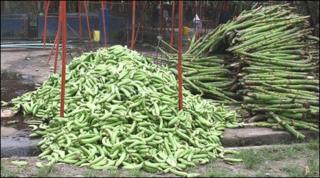 Hundreds of rejected bananas piled up on Luis Pareja's plantation in Ecuador