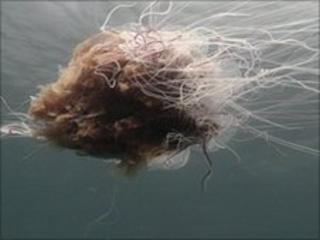 Lion's mane jellyfish