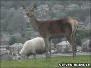 Red deer spotted in Blackburn