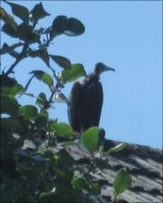 Vulture spotted in Bridgend