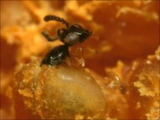 Female fig wasp laying eggs inside a fig - photo by Simon van Noort, Iziko Museums of Cape Town