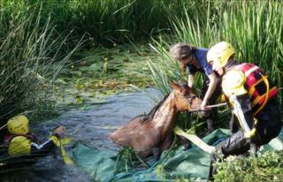 Horse rescue