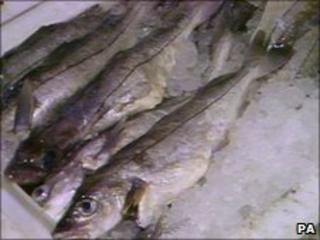 Haddock