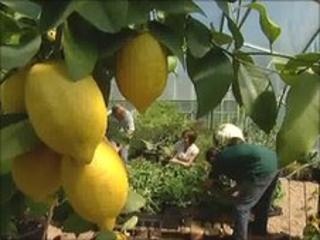 Lemons growing in Hadlow College's garden created for the Hampton Court Flower Show