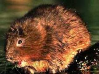 Water vole