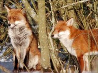 Foxes photographed by Tony Pember on 10 January on the Taff Trail at Tongwynlais, a few miles from the Llanishen schools