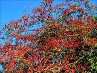 Hawthorn (Crataegus monogyna) plant often used as a hedge-generic, picture by Maria & Bruno Petriglia