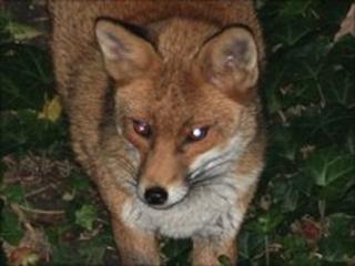 Fox pictured in London