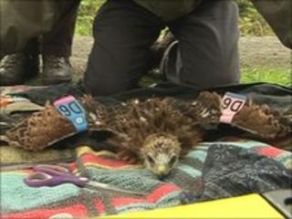 Red kite being tagged
