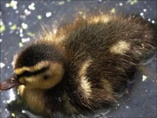 Duckling generic