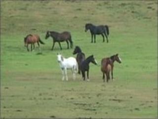 Ponies in the New Forest