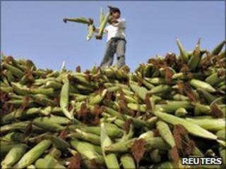 Corn