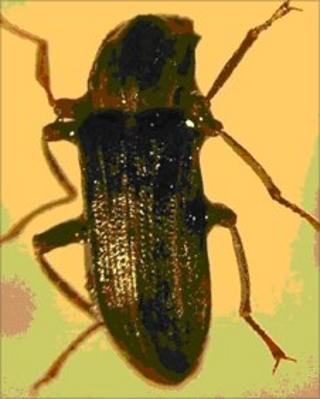 Riffle beetle Stenelmis canaliculata